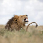 gunakan-ai-ilmuwan-temukan-jenis-auman-baru-singa-qzv.jpg