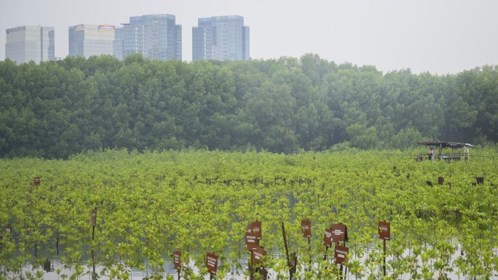 mitigasi-perubahan-iklim-melalui-penanaman-mangrove_169.jpeg