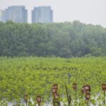 mitigasi-perubahan-iklim-melalui-penanaman-mangrove_169.jpeg