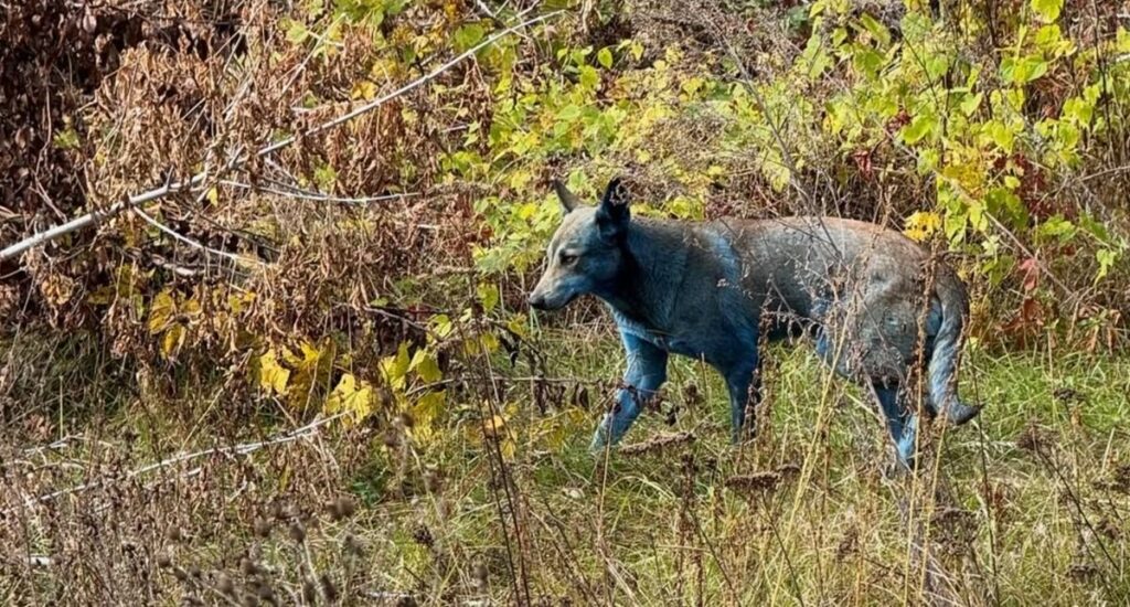 anjing_berbulu_biru_yang_tertangkap_kamera_di_chernobyl-1Jtl_large.jpg