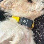 fi-collar-pet-tech-main.jpg