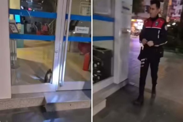 jadi-pr-polisi-perampok-bank-di-turki-ternyata-seekor-kucing-ylt.jpg