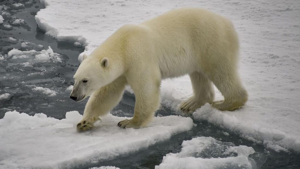 kelangsungan-hidup-beruang-kutub-makin-terancam-1_169.jpeg