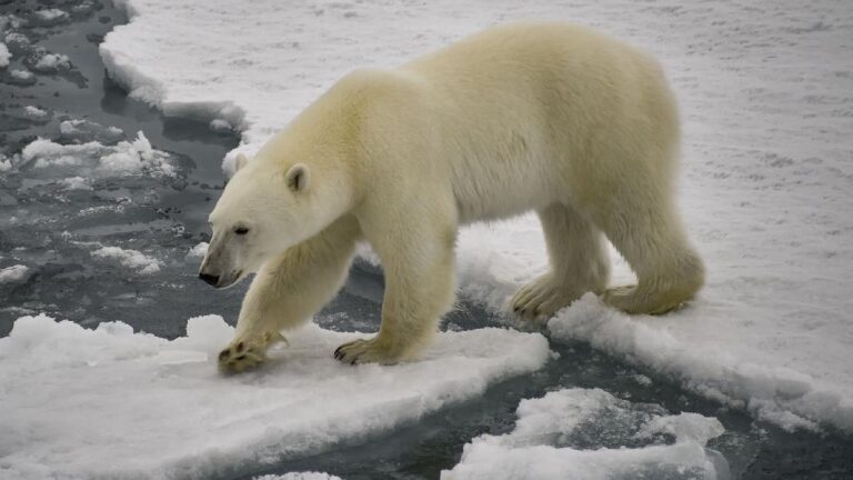 kelangsungan-hidup-beruang-kutub-makin-terancam-1_169.jpeg