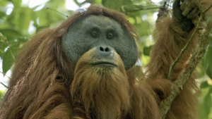 orangutan-tapanuli-1765866898279_169.png