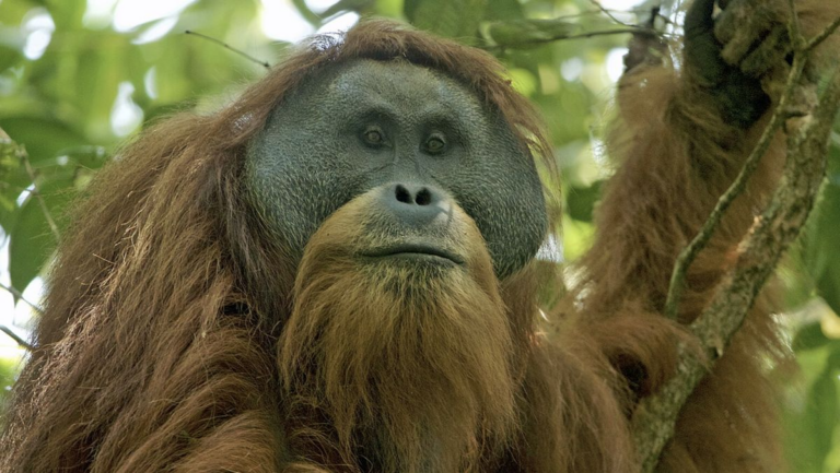 orangutan-tapanuli-1765866898279_169.png