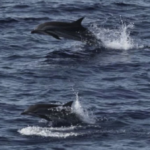 penampakan-lumba-lumba-belang-dan-orca-di-perairan-barat-sumatra-1768372897746_169.png